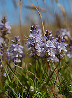 Heath-Speedwell